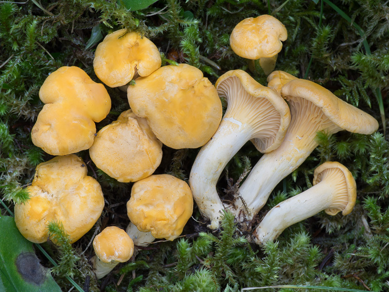 Cantharellus cibarius